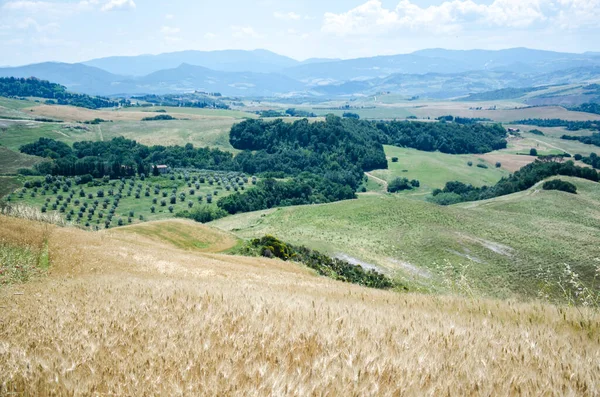 Campo di grano toscano e bellissimo paesaggio. Italia. — Foto Stock