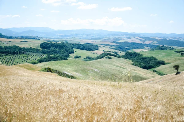 Campo di grano toscano e bellissimo paesaggio. Italia. — Foto Stock