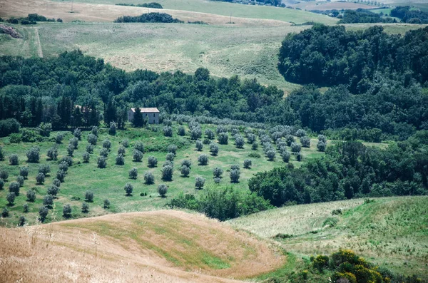 Um grupo de arbustos e árvores na paisagem da Toscana, agricultura — Fotografia de Stock