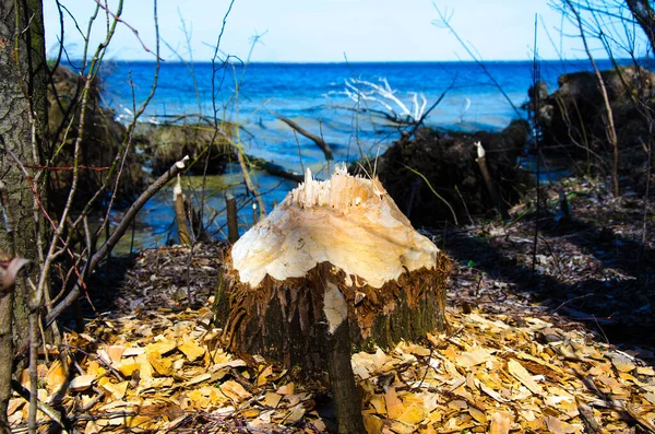 Vue d'un endroit où le castor a rongé un arbre — Photo