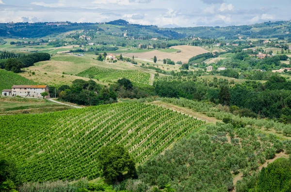 Tuscany 'de inanılmaz bir bahar manzarası var. İtalya, Toskana 'da zeytin ağaçlı yeşil tarlalar ve üzüm bağları