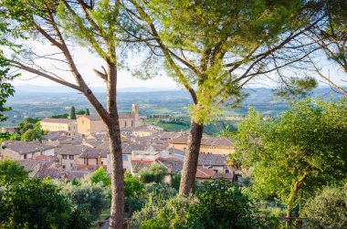 İtalya 'nın Toskana şehrinde büyük bir ağaç..