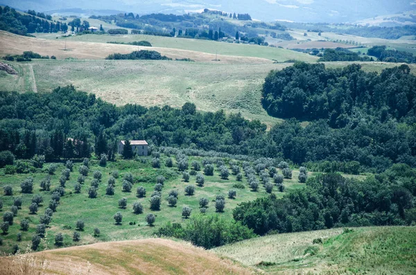 Um grupo de arbustos e árvores na paisagem da Toscana, agricultura — Fotografia de Stock