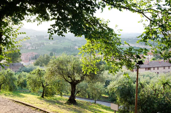 A large olive trees in a hill. Tuscany. — Stock Photo, Image