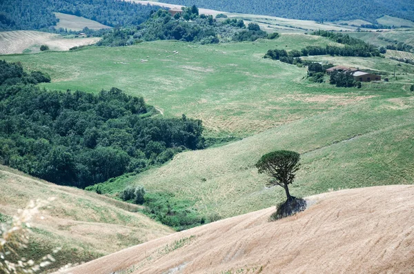 Árvore única em um campo e colinas na região da Toscana — Fotografia de Stock