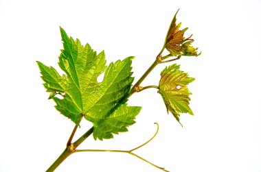 Beyaz arka planda izole edilmiş taze yeşil üzüm yapraklarını kapat