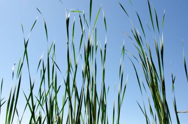 Yüksek yeşil çimenler gökyüzüne karşı Yazın güneş ışığıyla