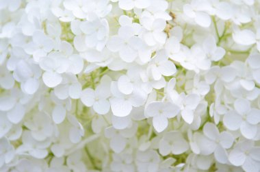 Bahçede parlak beyaz ortanca çiçekleri.