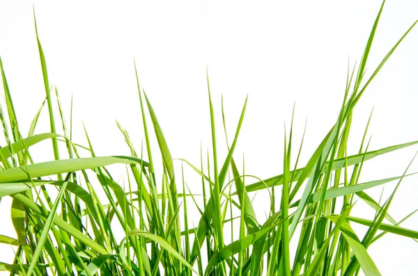 Hierba verde aislada sobre fondo blanco y textura, camino de recorte — Foto de Stock