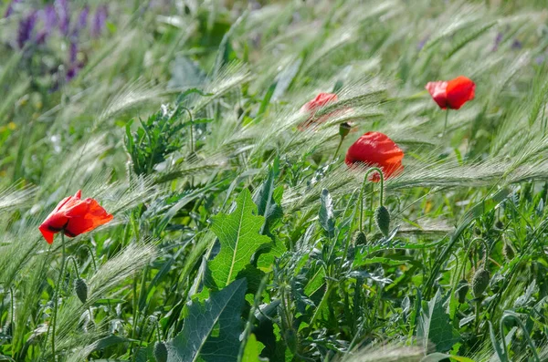 Roter Mohn wächst im hohen grünen Gras. — Stockfoto