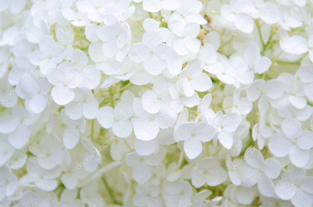 Bright white blossoms of hydrangeas in the garden.