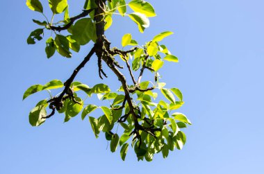 Bir ağacın brançı, mavi arka planda yeşil yapraklar.