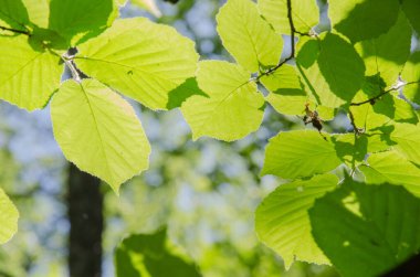 Güneş ışığında yeşil fındık yaprakları, yaz