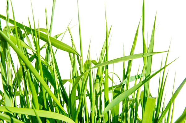 Hierba verde aislada sobre fondo blanco y textura, camino de recorte — Foto de Stock