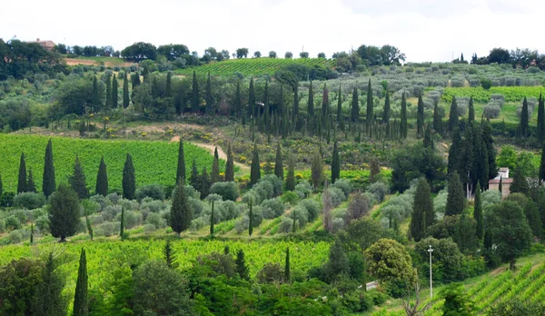 İtalya 'nın Toskana bölgesinde selvi, üzüm tarlaları ve zeytin ağaçları — Stok fotoğraf