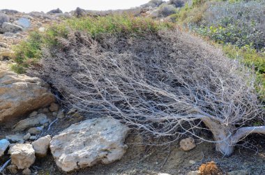 Kuzey Kıbrıs 'ta deniz kıyısında yarı kuru çalı