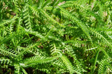 Achillea taze yeşil yapraklar güneşli bir günde, arka plan, doku. Üst görünüm.