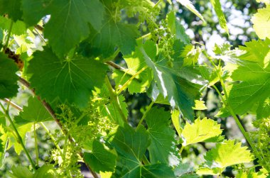 Üzüm bağında üzüm yaprakları. Güneşli günde yeşil sarmaşık yaprakları.
