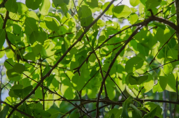 Fundo close-up de folhas de árvores verdes jovens e ramos e luz do sol brilhando através — Fotografia de Stock