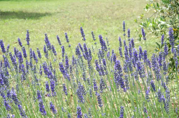 Großaufnahme von Lavendelblüten auf Lavendelfarm — Stockfoto