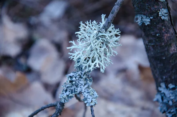 Primer plano de musgo azul en las ramas de los árboles en el bosque —  Fotos de Stock