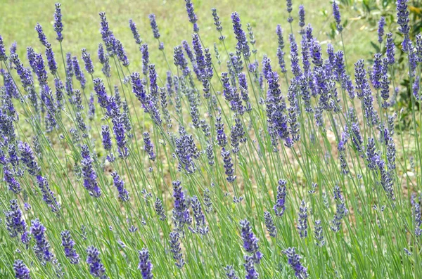 Primer plano de las flores de lavanda en la granja de lavanda — Foto de Stock