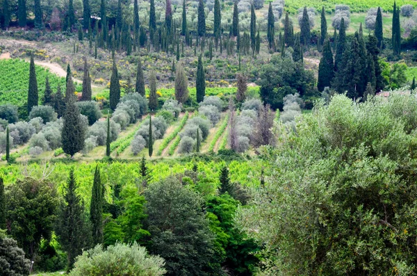Ciprestes, campos de uvas e oliveiras na região da Toscana, em Itália — Fotografia de Stock