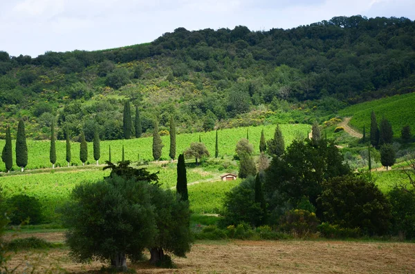 Cipreste nas colinas da Toscana, Itália. Santantimo — Fotografia de Stock