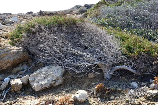 塞浦路斯北部海滨半干枯的灌木丛 免版税图库图片
