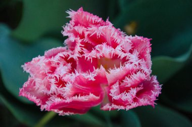 Yapraklarında çift kenarlı kırmızı laleler.