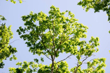 Gökyüzüne karşı yeşil meşe dalları ve yazın güneş ışığı.