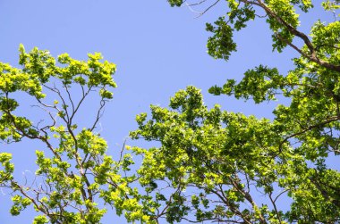 Gökyüzüne karşı yeşil meşe dalları ve yazın güneş ışığı.