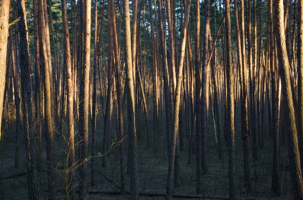Las świerkowy i światło słoneczne wieczorem — Zdjęcie stockowe