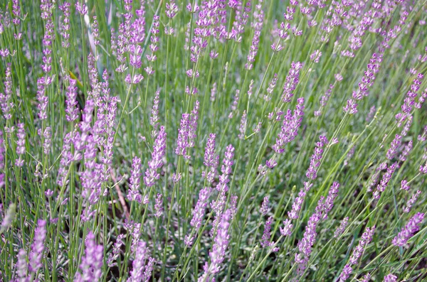 Gros plan des fleurs de lavande sur la ferme de lavande — Photo