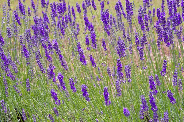 Großaufnahme von Lavendelblüten auf Lavendelfarm — Stockfoto