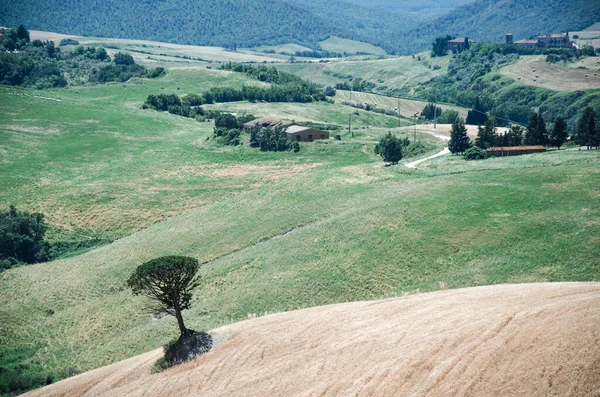 Singolo albero su un campo e colline della Toscana — Foto Stock
