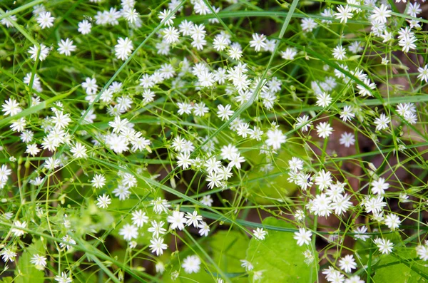 오니 토갈 룸, 백합과 (科) 에 속하는 다년생 불룩 한 식물, 흰 꽃 — 스톡 사진