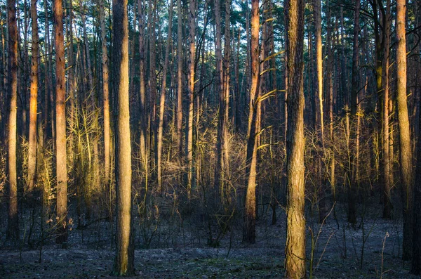 Еловые леса и солнечный свет вечером — стоковое фото