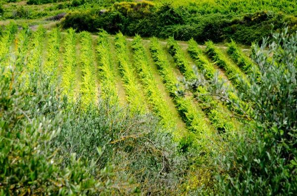 意大利的橄榄树和葡萄园托斯卡纳农业 — 图库照片