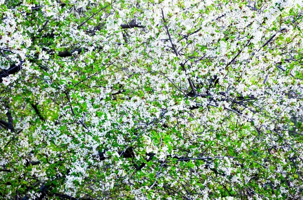 Ramas de cerezo en flor, flores con pétalos blancos, jardín de primavera — Foto de Stock