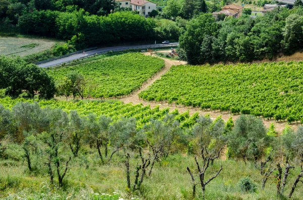 Grape and olive fields. Agriculture in Italy, Tuscany. — Stock Photo, Image