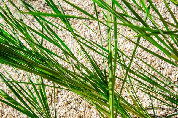 Hierba verde larga sobre fondo de hierba seca, textura — Foto de Stock