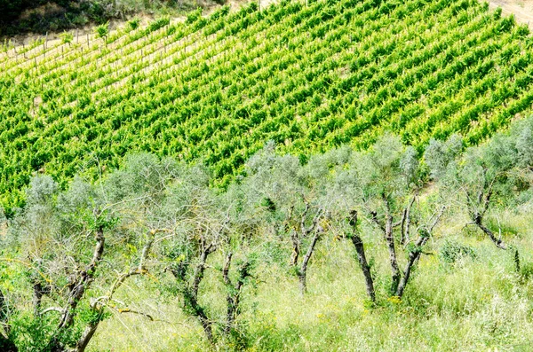 Azeitonas e videira na Itália, Toscana. Agricultura — Fotografia de Stock
