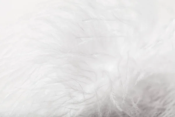White feather of bird for background — Stock Photo, Image