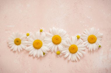 Papatya sınırında pembe arka planda fotokopi alanı var. Düz tabaka, üst görünüm.