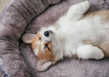 Pembroke Galsh Corgi 'nin köpeği uyuyor.