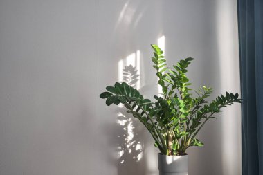 Zamioculcas veya Zanzibar cevheri, ZZ bitkisi, Zuzu bitkisi