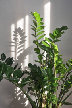 Zamioculcas veya Zanzibar cevheri, ZZ bitkisi, Zuzu bitkisi