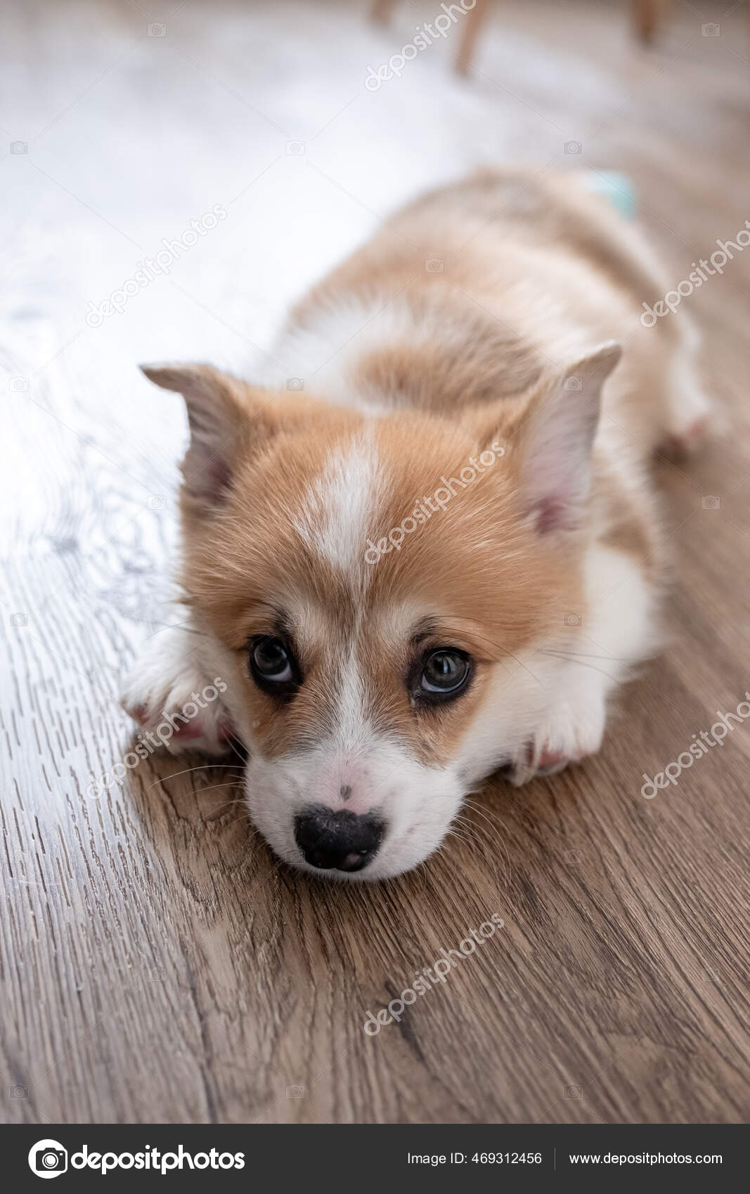 Adorable little puppy corgi Stock Photo by Odelinde 469312456
