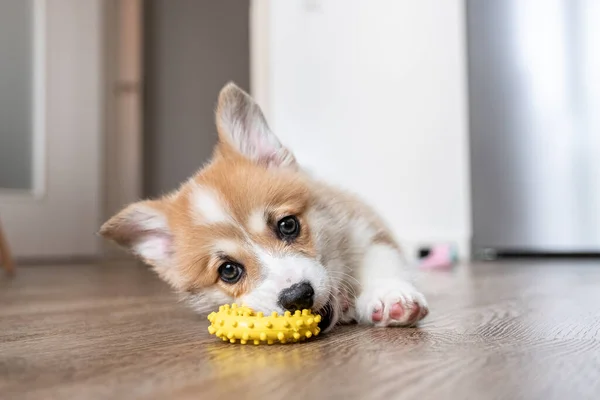 Adorável cachorrinho pequeno corgi — Fotografia de Stock